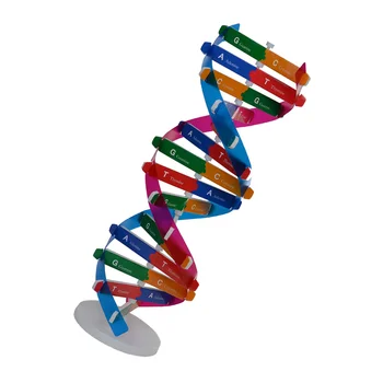 1бр ДНК е Двойна Спирала Модел Гени Образователен Инструмент Биологичен Инструмент DIY Модел Научен Експеримент Инструмент за Студенти Офис Деца