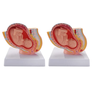 2 ПЪТИ в седмицата Бременност лице Развитието на плода В 9 месец Эмбриональная модел на органите в малкия таз Анатомия на бременността плода, модел на плацентата
