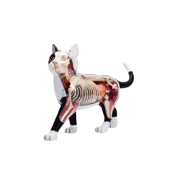 Анатомическая модел орган на животното 4D Играчка за сглобяване на интелигентност котки, Обучение Анатомическая модел, научно-популярна техника, направи си САМ