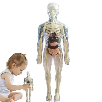Детски анатомични детски играчки, 3D играчка на човешкото тяло Анатомическая модел тялото Мека анатомическая кукла на човешкото тяло, Реалистичен сменяем дисплей кости органи