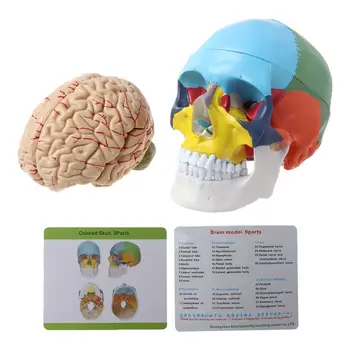 Директна доставка в мащаб 1: 1, цветни модел на възрастен човек за главата с анатомията на багажника, медицинска Te