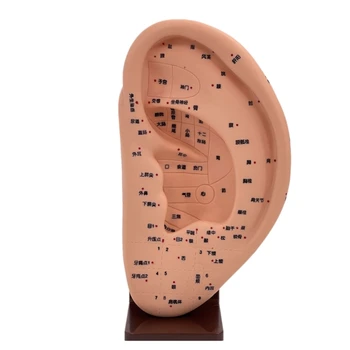 Медицински модел на акупунктура за масаж на човешкото ухо, модел Акупунктурной точка за ухото на рефлексотерапията от PVC