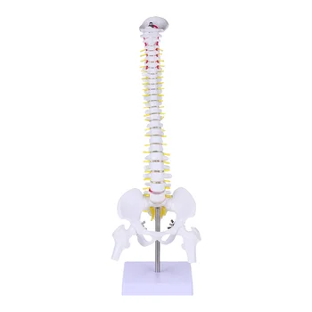 Модел Анатомия на гръбначния стълб, Анатомични модели на гръбначния стълб на човека, тренировка на лумбалните прешлени, демонстрация на акупресура на тялото