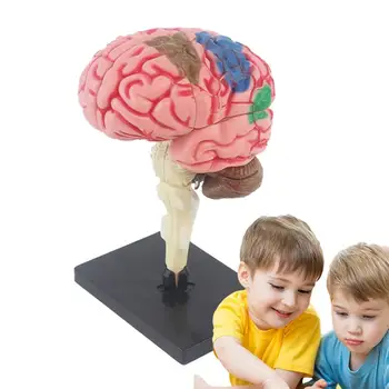 Модел на мозъка за преподаване на психология, медицинска модел, анатомическая модел с основния дисплей и с цветна маркировка за определяне на функциите на мозъка