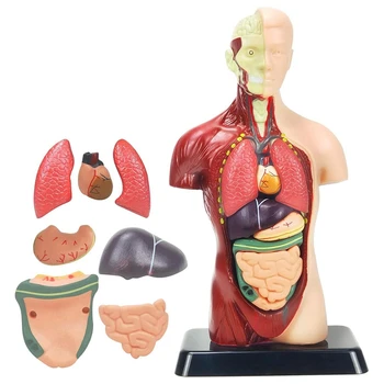 Модел на човешкото тяло, за деца от многоцветного пластмаса, 8 бр, Подвижен Анатомическая кукла със сърце и органи